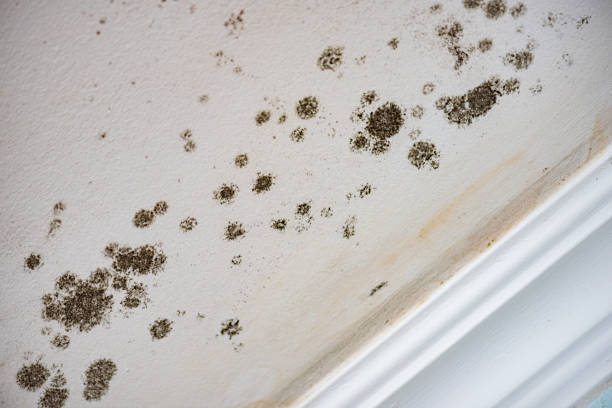 Best 24/7 water damage repair  in Audubon Park, KY
